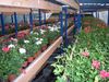 culture de geraniums