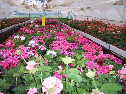 culture de pelargoniums